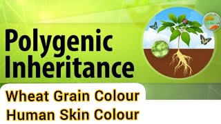 Polygenic Inheritance Wheat Kernels Colour Human Skin Colour BiologyClass 12 [upl. by Tavia]