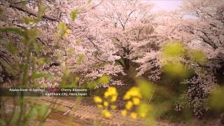 奈良観光 春の飛鳥川（桜）quotSakuraquot Cherry Blossoms [upl. by Calva]