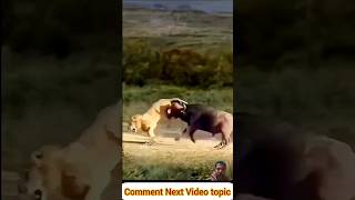 Buffalos vs lions in a battle field shorts animals lion animalover lionlove buffalos wildlife [upl. by Dallman836]