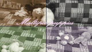 Maltipoo puppies for sale at fancypoo4ucom Call 6018867381 [upl. by Alexandria]