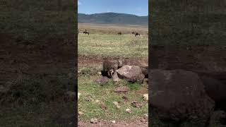 Warthogs enjoy wallowing Warthogs will often submerge themselves in water to cool down [upl. by Ferrand]