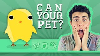 Can Your Pet  Zoella  AlfieGames [upl. by Braunstein931]