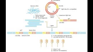 Cosmid vector [upl. by Michaeu]