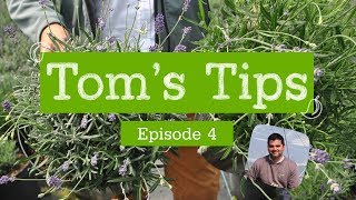 Toms Tips 4  Lavandula Hidcote Blue  Greenwood Plants [upl. by Maer]