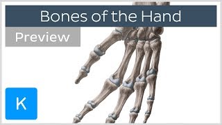 Hand bones Phalanges metacarpals and more preview  Human anatomy  Kenhub [upl. by Eibbil98]