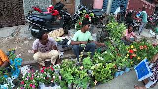 HIBISCUS NAYANTARA MADHOBILOTA FLOWER PLANTBAGHBAZAR GALIFF STREET PLANT PRICEBest Flowers Forever [upl. by Allac982]