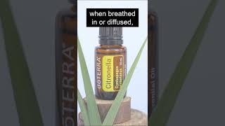 Citronella essential oil benefits and uses [upl. by Eelano]