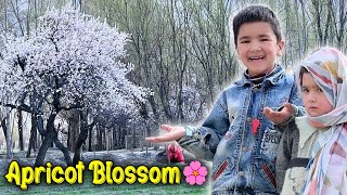 Spring Season in My Village 😱 Apricot Blossom 🌸  Khobsurat Nazara 🤩 [upl. by Kenrick]