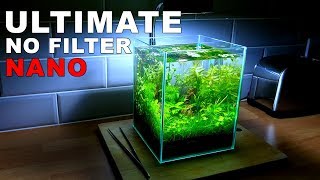 ULTIMATE NANO Aquarium How To 2 Gallon Fish Tank  No Filter No Heater No Ferts No co2 [upl. by Akoyin]