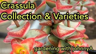 Crassula Collection Species and Varieties Update  A Detailed Tour [upl. by Yssis]