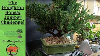 Embarking on the Houghton Bonsai Juniper Challenge [upl. by Nimaj263]