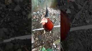 native na manok shortvideo [upl. by Anais140]