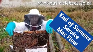 Bee hive service end of Summer ☀️to keep your bees strong 🐝🐝🐝 bushveldbees queenbeesa beekeeping [upl. by Ttik411]