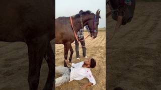 Ye kya ho gya ☠️🐎👀 petlovers horse funny shortsfeed yt viralvideo spkabuterclub 😅🙏 [upl. by Flita788]