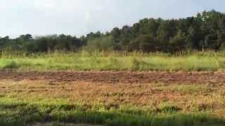 Dove Hunting Fields on NC Wildlife Game Lands at Falls Lake NC [upl. by Ydwor]