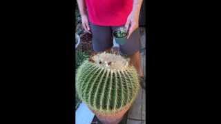 Repotting a Giant Golden Barrel Cactus [upl. by Pedaiah]