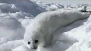 Whitty Bitty Harp Seal slipping off the ice saying quotOh noquot [upl. by Chem]