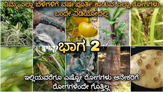 All plant diseases in 1 video  ಬದಲಾಗುತ್ತಿರುವ ಹವಾಮಾನ ಪರಿಸ್ಥಿತಿಯಲ್ಲಿ ಕಾಡುವ ರೋಗಗಳ ಬಗ್ಗೆ ಮಾಹಿತಿ part 2 [upl. by Reseta327]