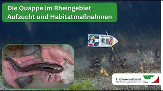 Die Quappe im Rheingebiet  Aufzucht und Habitatmaßnahmen [upl. by Aylward]