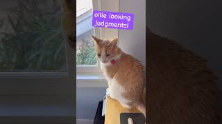 one cat low one cat high ollie looking judgmental catlife cats meowlife catlover [upl. by Ramgad]