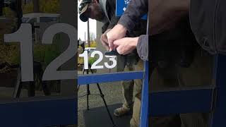 Vinyl Removal 123 satisfying oddlysatisfying shorts vinylapplication removal signs [upl. by Blackmun94]