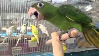 BCY tamed White eyed Conure 手乗りメジロメキシコインコ [upl. by Calvina]