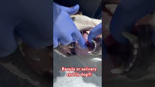 Ranula or salivary cyst in dog [upl. by Ennayhc]