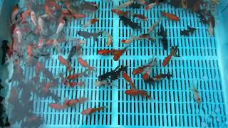 Small Mixed Premium Fantail Goldfish from Blue Ridge Koi [upl. by Etnuhs]