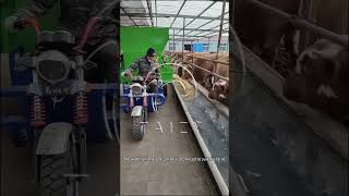 Feeding Cattle With Three Wheels Mini Silage Feed Spreader [upl. by Annauqahs]