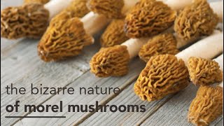 What You Need to Kow About Morel Mushrooms [upl. by Sybilla]