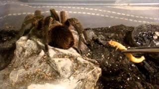 Tarantula Feeding Video 116  Its a Good oneTrust me LOL [upl. by Mamoun890]