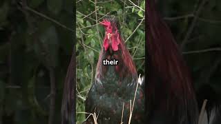 Rooster vs Hen What’s the Difference 🐓🐔 [upl. by Merriam]