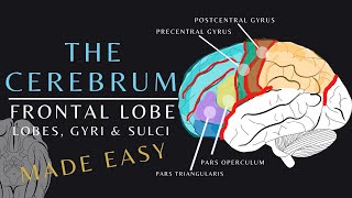 Lobes of the Brain Anatomy and Physiology of the Frontal Lobe  The Cerebrum brainanatomy shorts [upl. by Macfadyn]