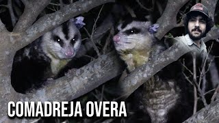 Comadreja overa 4K Didelphis albiventris Whiteeared opossum Timbu Cassaco Sariguê Mucura [upl. by Salene]