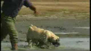 Boerboel mastiff dogs on a farm in South Africa [upl. by Noyk]