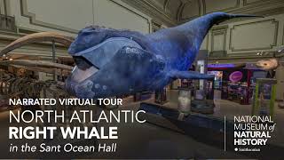 Narrated Virtual Tour North Atlantic Right Whale in the Sant Ocean Hall [upl. by Trebor]