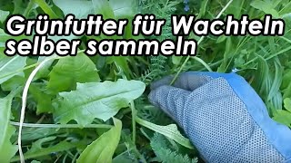 Wachtelfarm 78  Grünfutter für Wachteln selber sammeln [upl. by Lincoln]