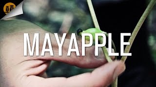 Mayapple Podophyllum peltatum [upl. by Hnacogn]