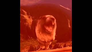 ReUpload YTP  Screaming Marmot Creams for Ice Scream [upl. by Abbey]