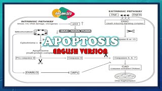 Apoptosis English version  Programmed cell death [upl. by Akinej]