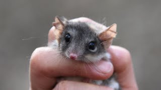 Redtailed Phascogale Reintroduction [upl. by Crofoot783]