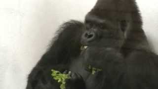 Denver Zoo Gorilla Eating Celery [upl. by Ddal]