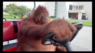 Orangutan Driving Golf Cart [upl. by Zippora]