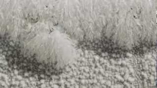 Ice Crystals Growing Time lapse [upl. by Harwilll]