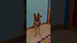 German shepherd dog germanshepherd punjabi punjabisong subscribe vairalshort trending like [upl. by Mikkanen842]