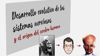 Evolución de los sistemas nerviosos y origen del cerebro humano [upl. by Nahbois]