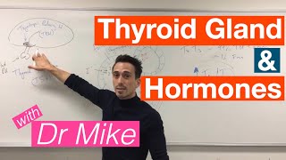 Thyroid Gland and Hormones [upl. by Cicenia]