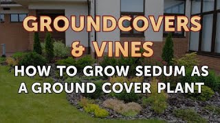 How to Grow Sedum as a Ground Cover Plant [upl. by Gibbon]