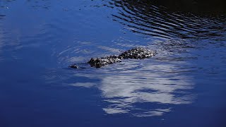 Large Alligator seen at Florida Delray Beach Nature Reserve  Nov 2023 [upl. by Jennie]