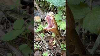 COPPERHEAD STRETCHES OUT HIS FANGS snakes reptiles copperhead herpetology [upl. by Enilesoj]